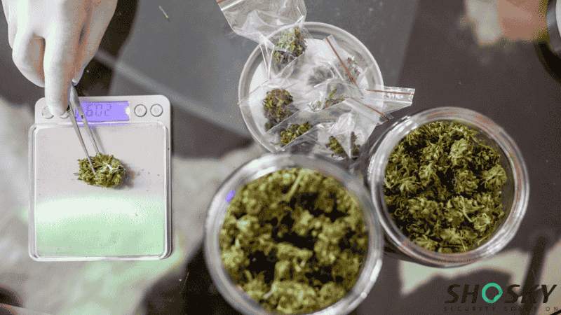 a researcher is packaging cannabis according to prescribed weights