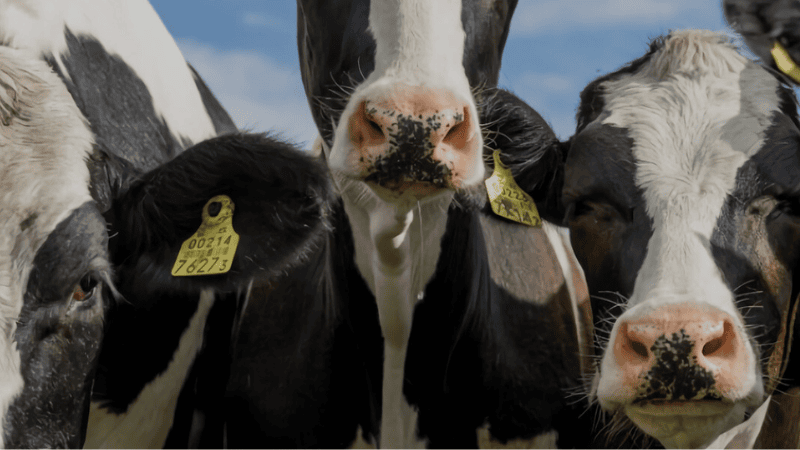 Close-up of black and white Holstein cows with yellow identification ear tags.